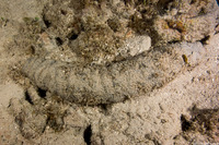 Holothuria mexicana (Donkey Dung Sea Cucumber)
