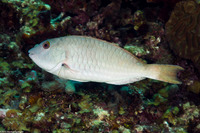 Sparisoma chrysopterum (Redtail Parrotfish)
