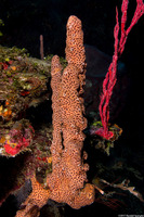 Agelas conifera (Brown Tube Sponge)