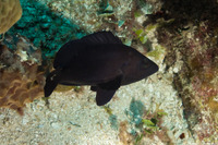 Hypoplectrus nigricans (Black Hamlet)
