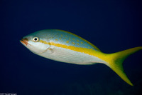 Ocyurus chrysurus (Yellowtail Snapper)
