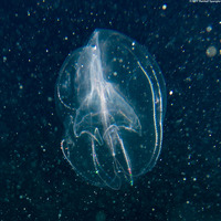 Mnemiopsis leidyi (Sea Walnut)