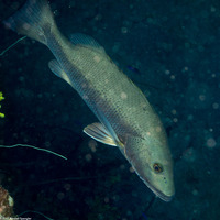 Lutjanus cyanopterus (Cubera Snapper)