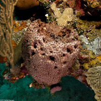 Ircinia strobilina (Black Ball Sponge)