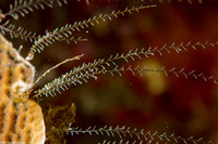 Gymnangium speciosum (Slender Feather Hydroid)