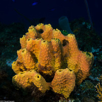 Aiolochroia crassa (Branching Tube Sponge)
