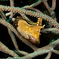 Pteria colymbus (Atlantic Wing-Oyster)