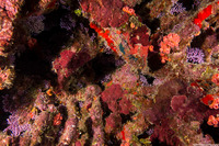 Stylaster roseus (Rose Lace Coral)