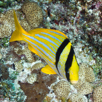 Anisotremus virginicus (Porkfish)