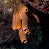 Agelas tubulata (Tubulate Sponge)