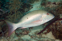 Lutjanus analis (Mutton Snapper)
