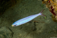 Haemulon vittatum (Boga)