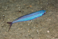 Haemulon vittatum (Boga)