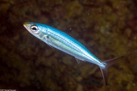 Haemulon vittatum (Boga)