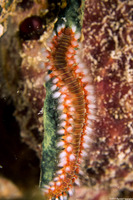 Hermodice carunculata (Bearded Fireworm)