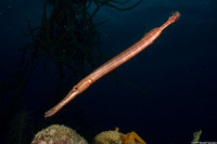 Aulostomus maculatus (Atlantic Trumpetfish)