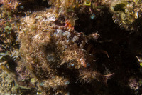 Spondylus americanus (Atlantic Thorny Oyster)