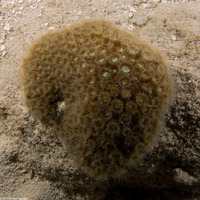 Montastraea cavernosa (Great Star Coral)