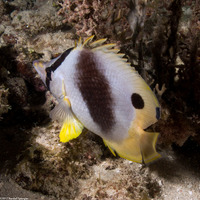 Chaetodon ocellatus (Spotfin Butterflyfish)