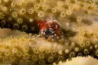 Pagurus brevidactylus (Shortfinger Hermit Crab)