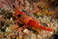 Cinetorhynchus manningi (Red Night Shrimp)