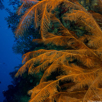 Plumapathes pennacea (Feather Black Coral)