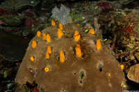 Siphonodictyon coralliphagum (Variable Boring Sponge)