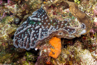 Mycetophyllia aliciae (Knobby Cactus Coral)