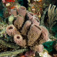 Callyspongia aculeata (Branching Vase Sponge)