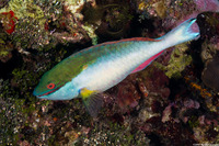 Sparisoma aurofrenatum (Redband Parrotfish)