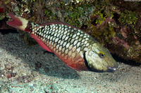 Sparisoma viride (Stoplight Parrotfish)
