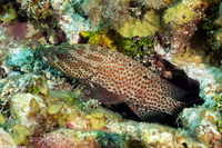 Cephalopholis cruentata (Graysby)