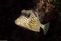 Lactophrys bicaudalis (Spotted Trunkfish)
