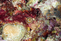 Hypsicomus sp.1 (Ruffled Feather Duster)