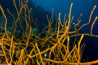 Aplysina cauliformis (Row Pore Rope Sponge)