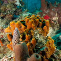 Ectyoplasia ferox (Brown Encrusting Octopus Sponge)