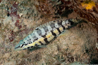 Serranus tigrinus (Harlequin Bass)