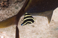 Pomacanthus paru (French Angelfish)