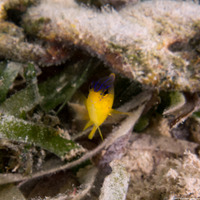 Stegastes diencaeus (Longfin Damselfish)