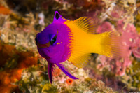 Gramma loreto (Fairy Basslet)