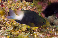 Stegastes partitus (Bicolor Damselfish)