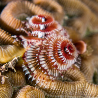 Spirobranchus giganteus (Christmas Tree Worm)