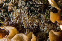 Lebrunia neglecta (Branching Anemone)