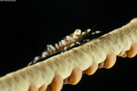 Pseudopontonides principis (Wire Coral Shrimp)