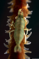 Pseudopontonides principis (Wire Coral Shrimp)