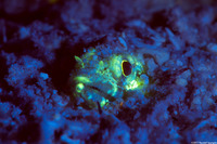 Synodus intermedius (Sand Diver)