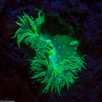 Phymanthus crucifer (Beaded Anemone)