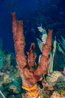 Neopetrosia rosariensis (Neopetrosia rosariensis)