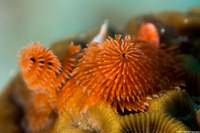 Spirobranchus giganteus (Christmas Tree Worm)