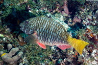 Sparisoma rubripinne (Yellowtail Parrotfish)